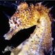 Illustration for article titled What Really Happens When Male Seahorses Are Pregnant